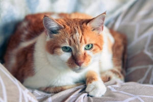 Chat roux et blanc